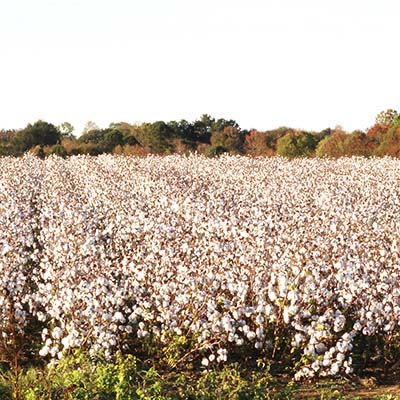 A crop of cotton in late fall.