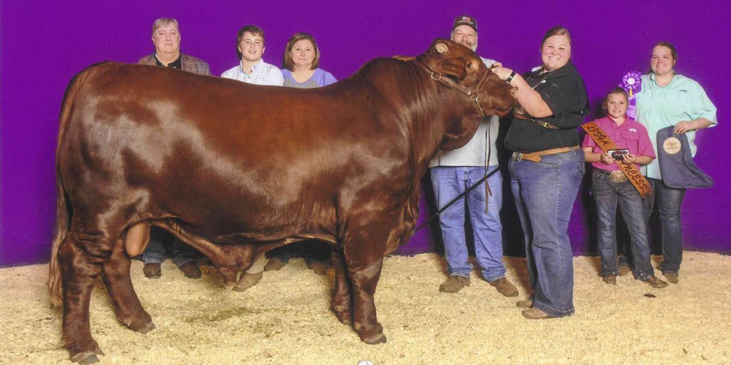 Grand Champion Santa Gertrudis Bull