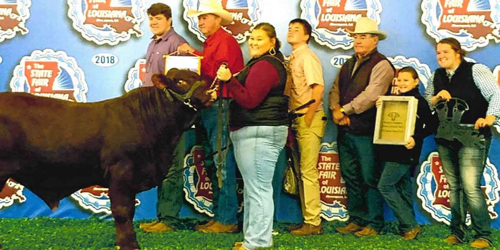 Reserve Grand Champion Bull Breed